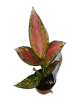 2" Aglaonema Red Angel